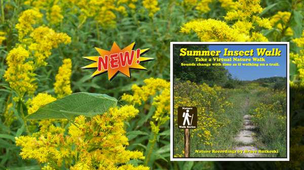 New Album: Summer Insect Walk. Take A Night Walk Enjoying The Sounds Of Insects.