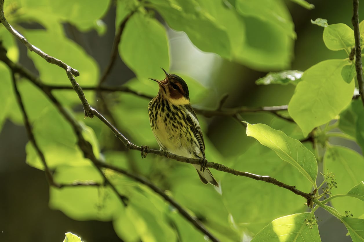 Yellow Warbler - Natureguy Studio