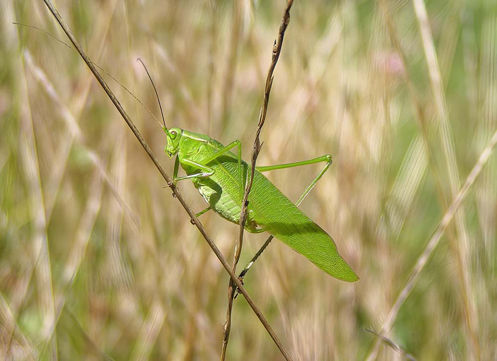 peaceful insect sounds