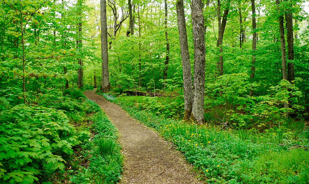 Natureguy Studio Nature Sound Walks