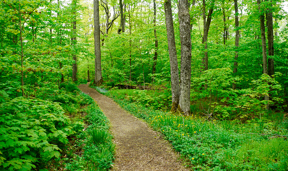 forest sounds of birds